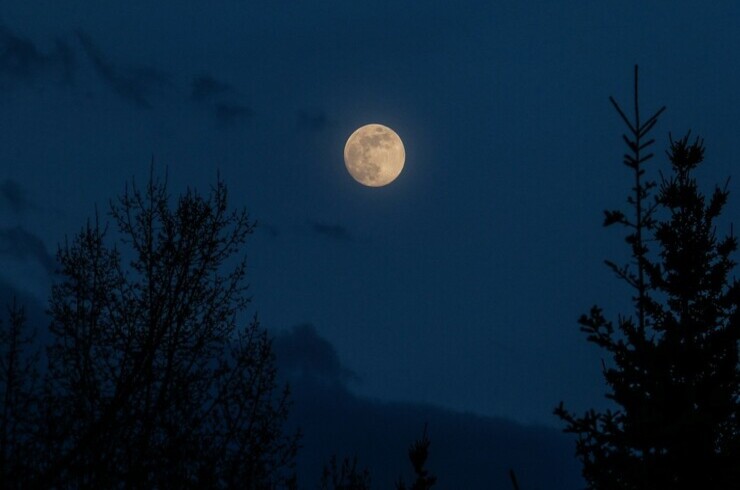 Luna piena tra gli alberi